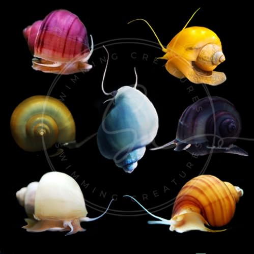 3 Assorted Color Freshwater Aquarium Mystery Snails T988335