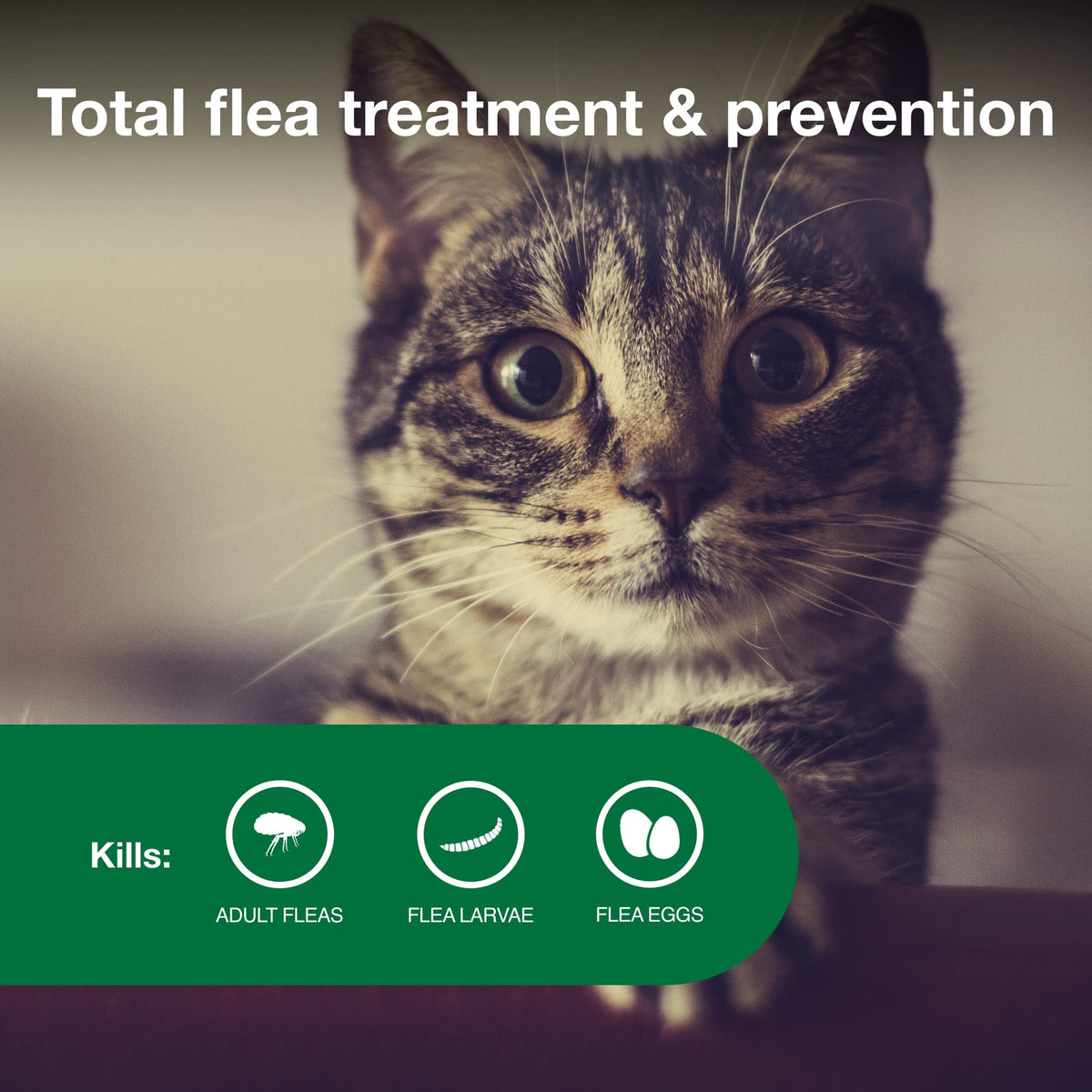 Advantage II Small Cat Topical Flea Treatment & Prevention, 2ct W78570