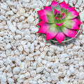 Perlite for Plants, Extra Coarse Grade 4 Horticultural Perlite, 3 quarts V305