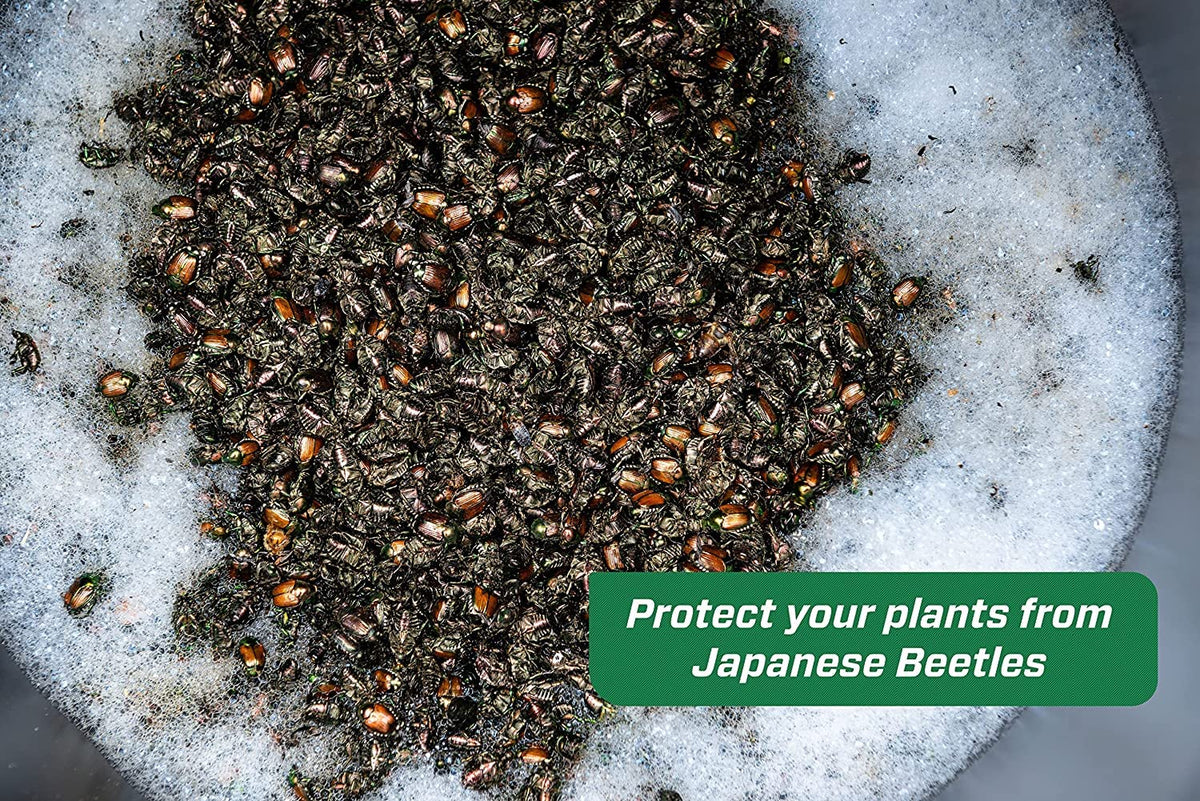 Japanese Beetle Trap P87271